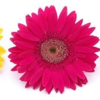 r1526 marguerites multico