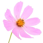r1527 marguerite violet