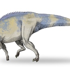 r1554 Brachylophosaure