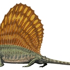 r1556 dimetrodon T