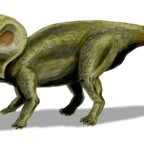 r1560 protoceratops T
