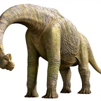 r1561 diplodocus 2 T