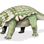 r1569 edmontonia T