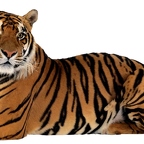 r1774 tigre vrai