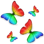 r1787 papillon rainbow