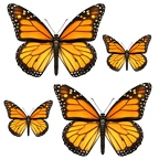 r1728 papillon jaune