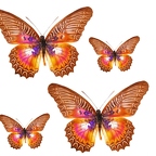 r1727 papillon brun violet