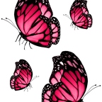 r1729 papillon rose