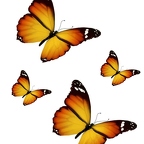 r1730 papillon jaune orange