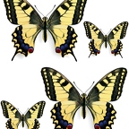 r1731 papillon jaune bleu rouge