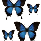r1732 papillon bleu noir