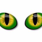 r7535 yeux chat