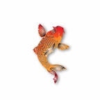 r7541 carpe koi orange
