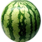 r8093 watermelon