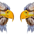 r8096 double aigle A4