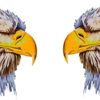 r8097 double aigle