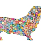r9727 chien basset