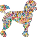 r9751 caniche poodle