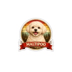 r10343 Maltipoo