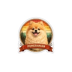 r10309 Pomeranian (Spitz nain) 