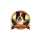 r10311 Border Collie