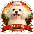 r10339 Bichon Maltais Figo