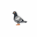 d145 pigeon