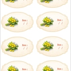 r10405 pissenlit cramaillotte