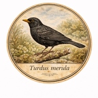 r10442 Merle noir