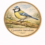 r10445 Mésange bleue