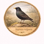r10449 Étourneau sansonnet