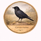 r10451 Corneille noire