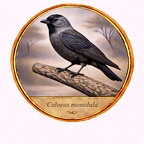 r10452 Choucas des tours