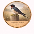 r10453 Hirondelle rustique