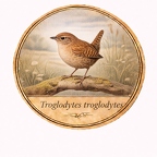 r10456 Troglodyte mignon