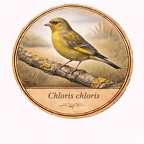 r10457  troglodytes Verdier