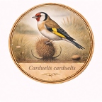 r10458 Chardonneret élégant