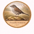 r10460 Accenteur mouchet