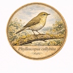 r10464 Pouillot véloce