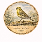 r10467 Serin cini