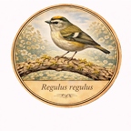 r10470 Roitelet huppé