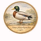 r10475  Canard colvert