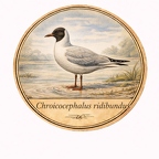 r10476  Mouette rieuse 