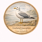 r10477  Goéland leucophée