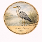 r10478 Héron cendré 