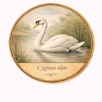 r10479 Cygne tuberculé