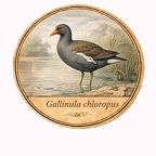 r10480  poule-d’eau
