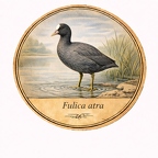 r10481 Foulque macroule