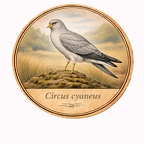 r10482 Busard Saint-Martin