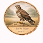 r10483 Buse variable